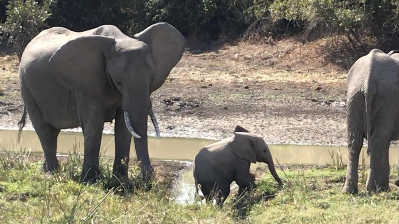 Marula Lodge Mfuwe Kültér fotó