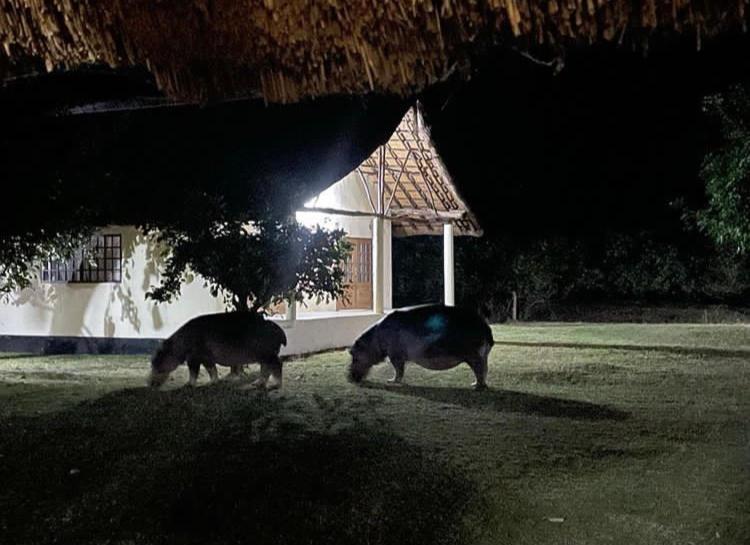 Marula Lodge Mfuwe Kültér fotó