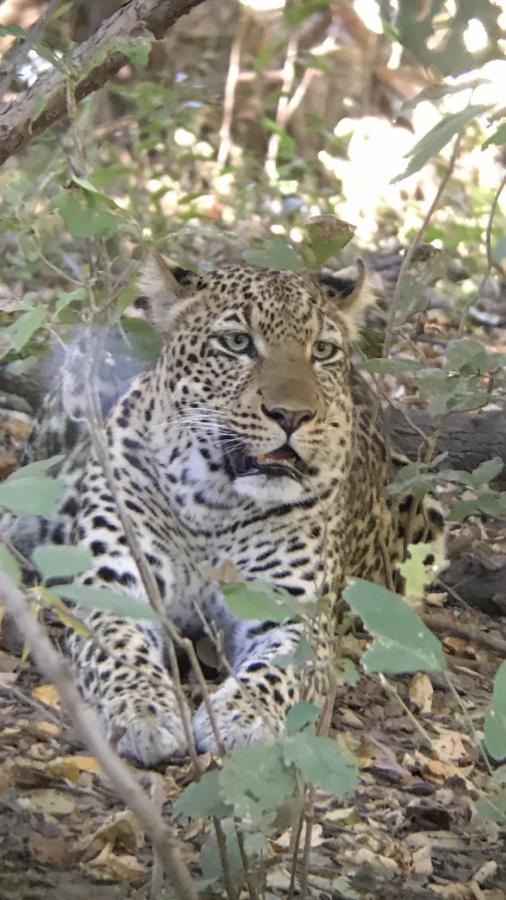 Marula Lodge Mfuwe Kültér fotó